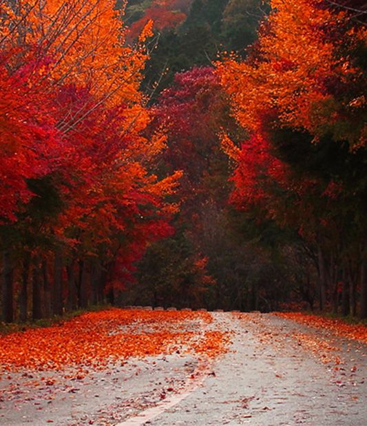 Oferta otoño Alemania