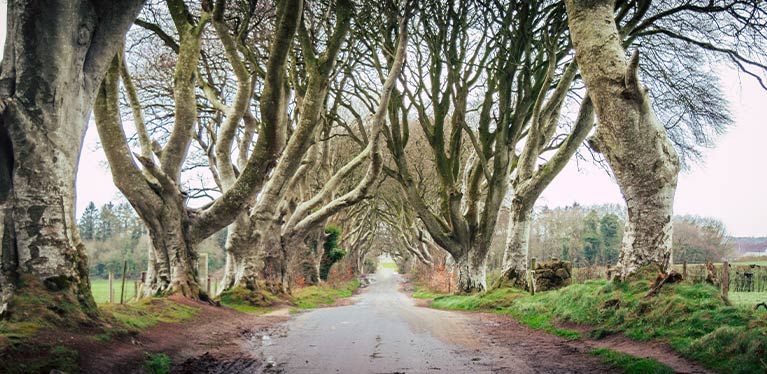 The Dark Hedges