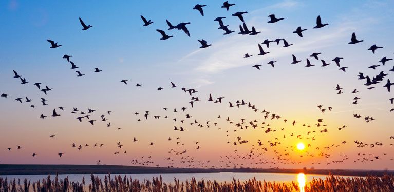 Nonnengänse im Flug bei Sonnenaufgang