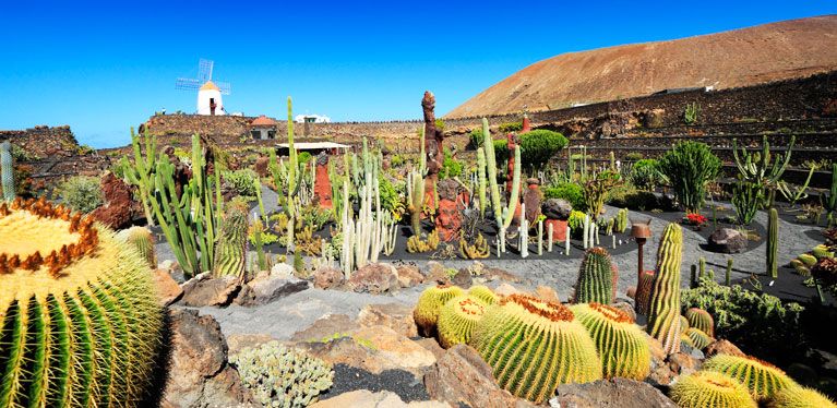 Jardin de cactus
