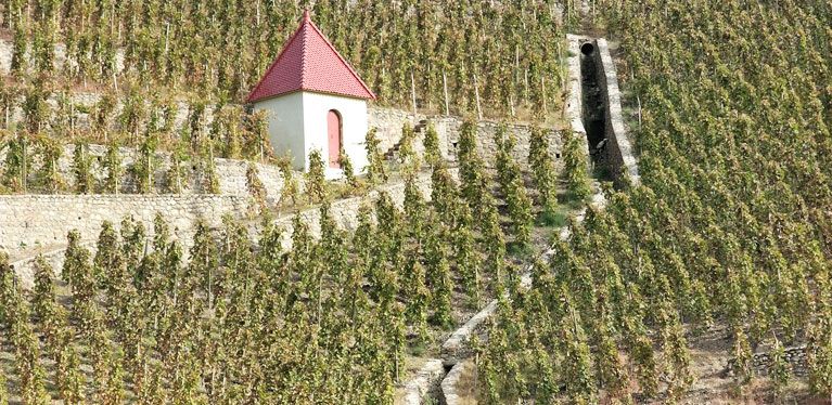 Vignoble de Rhone