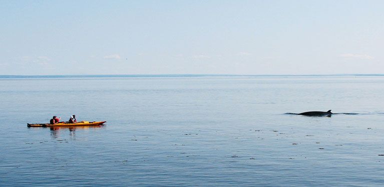 Baleine dans la baie de Tadoussac