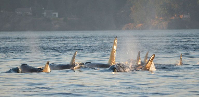 Baleines au Canada