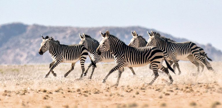 Avis car hire Botswana