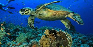 Environmental organisations