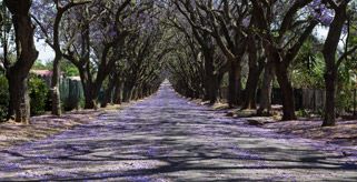 Pretoria Jacarandas