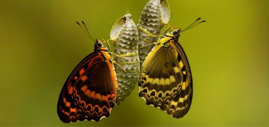 ANEW Hotels & Resorts and Avis South Africa