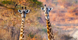 Two giraffes