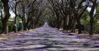 Pretoria Jacarandas