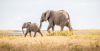 Elephant and Calf