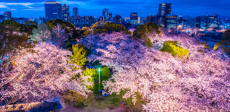 Enjoy 10% off rentals in Japan