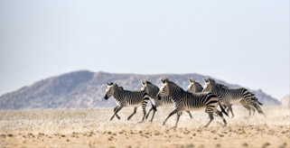 Botswana Zebra